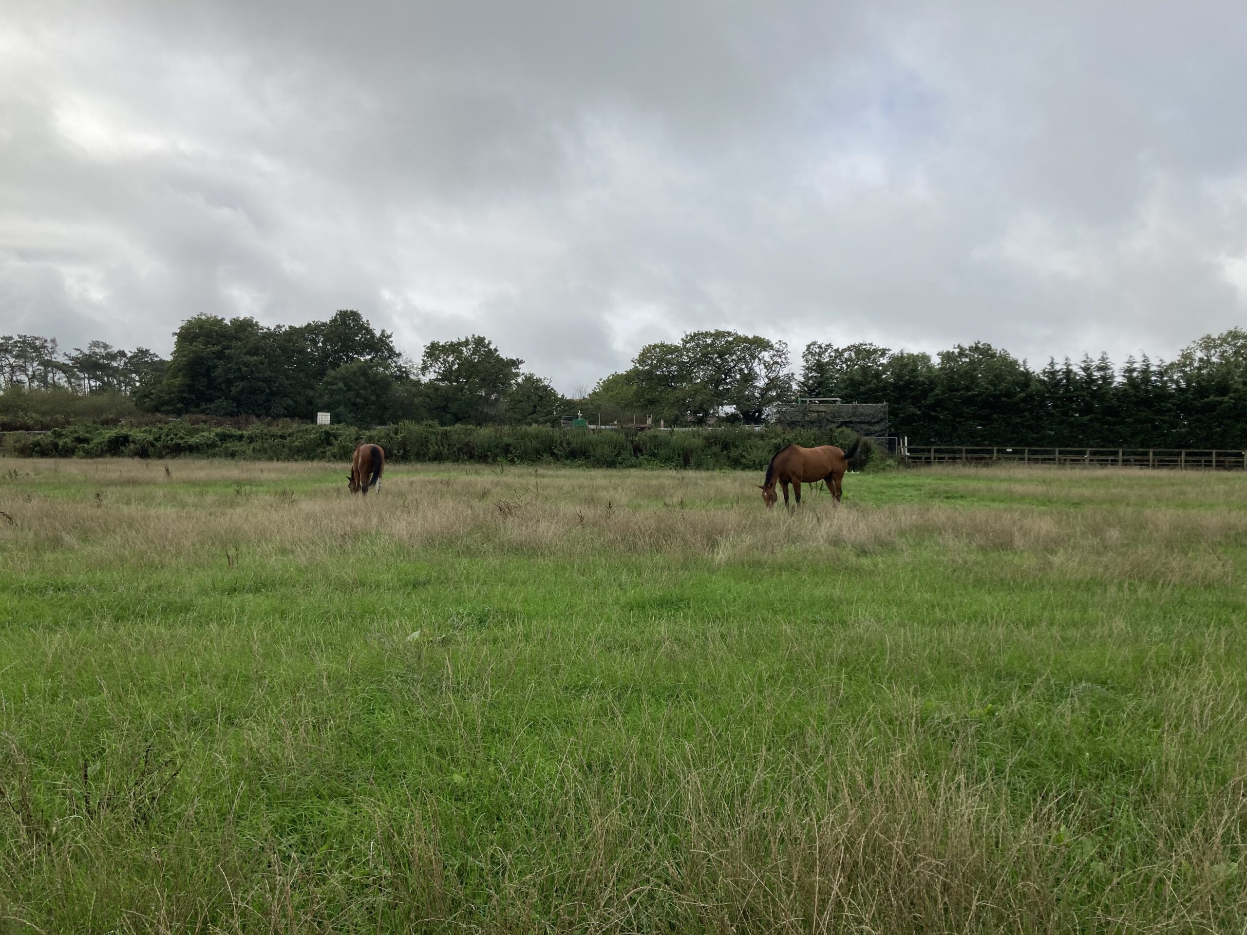 Two horses grazing in a field near Thornborough Events Field, Birmingham